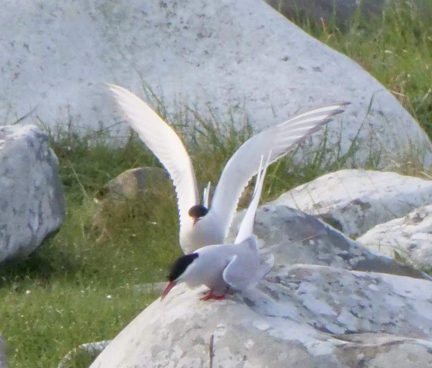 Arctic Tern - ML575511161