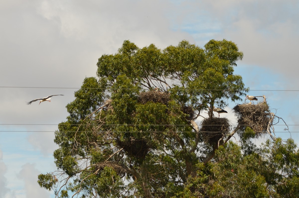 White Stork - ML57551121