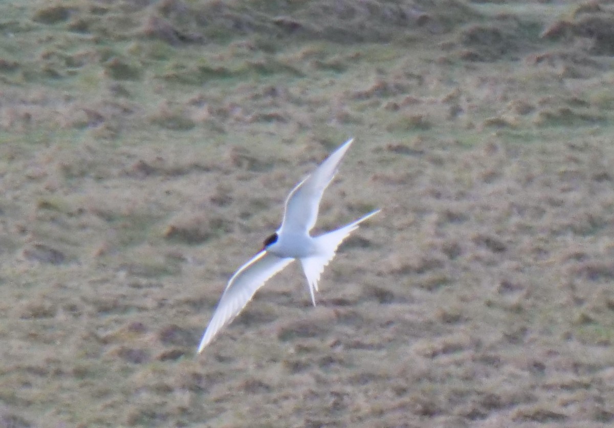 Arctic Tern - ML575511241