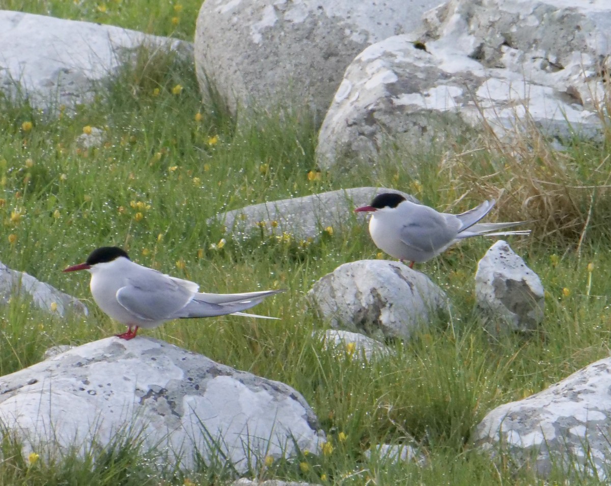 Arctic Tern - ML575511331