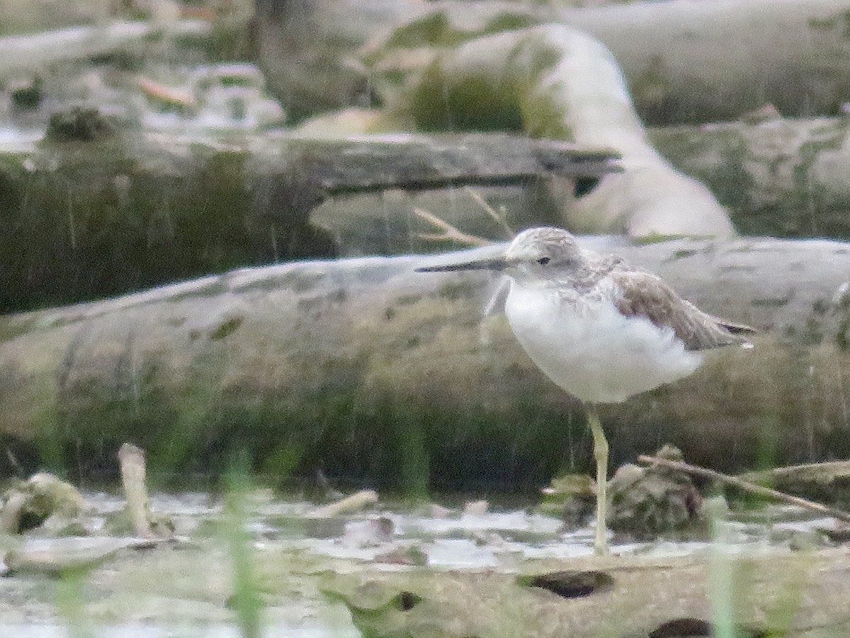 Common Greenshank - ML575511391