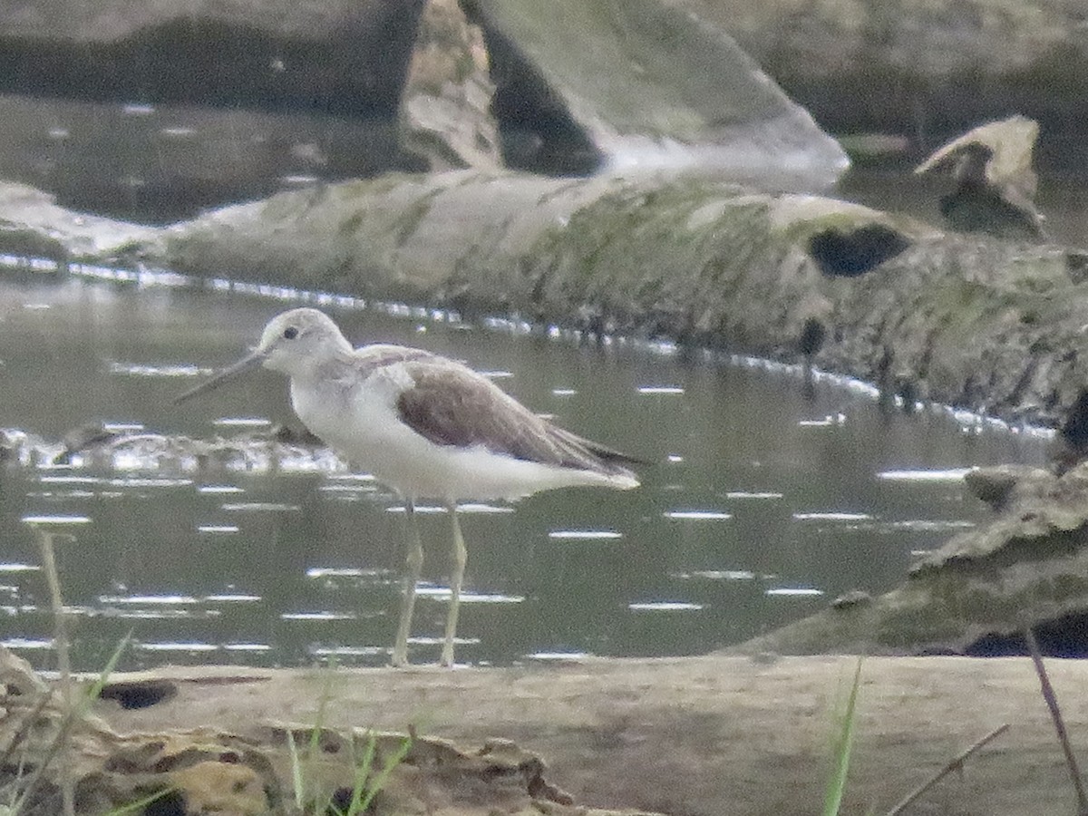 Common Greenshank - ML575511411