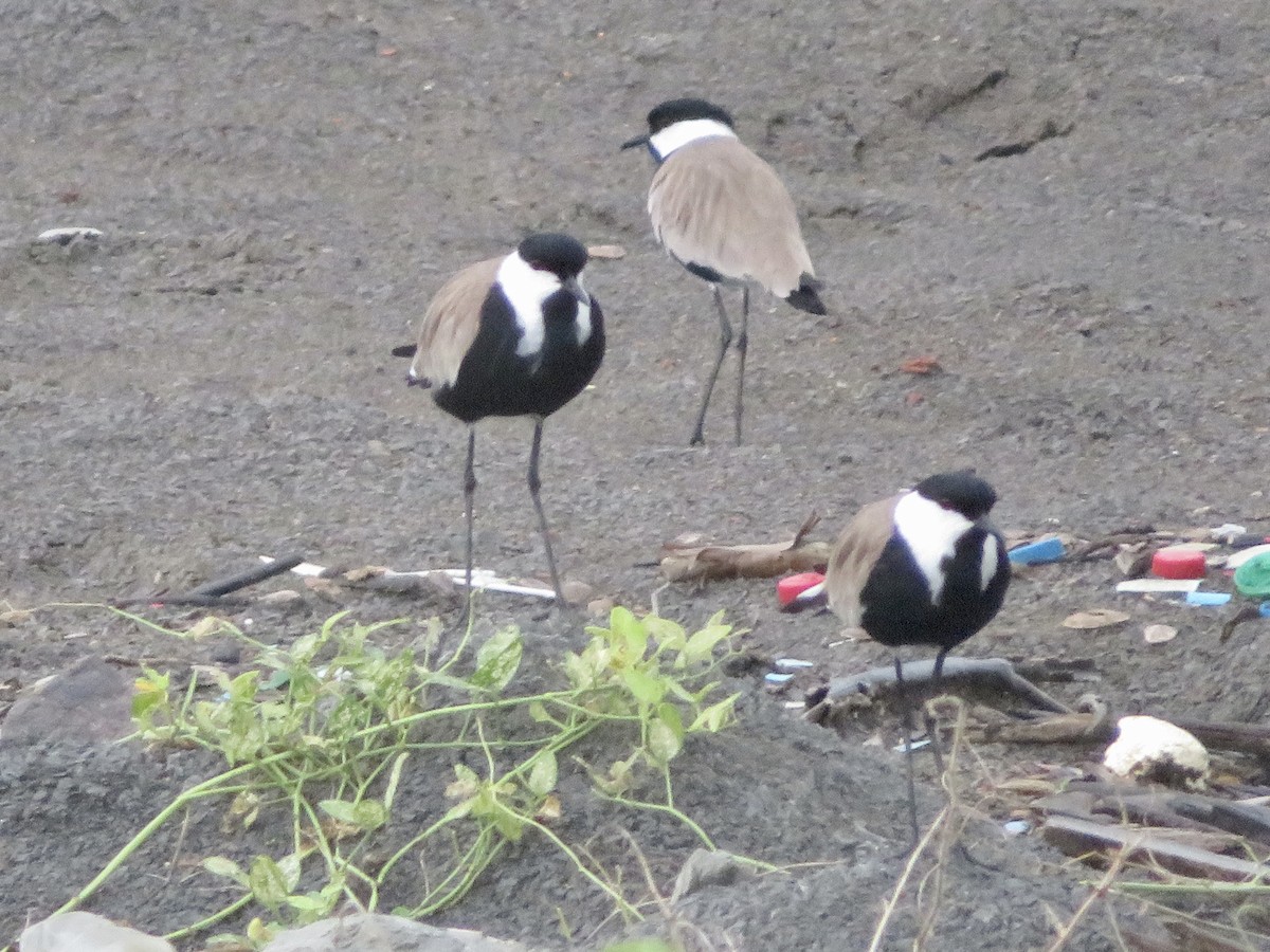 Spur-winged Lapwing - ML575511881