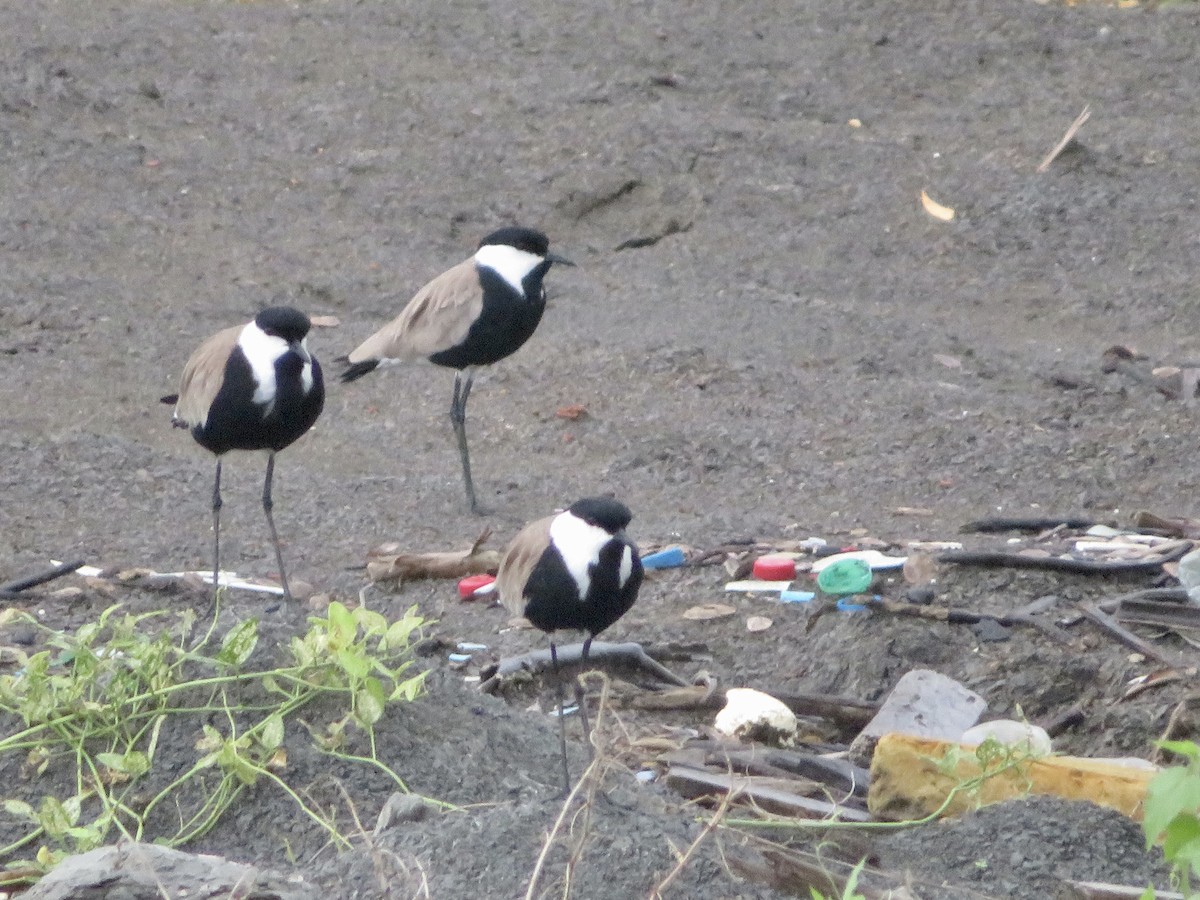 Spur-winged Lapwing - ML575511891