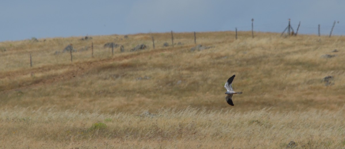 Montagu's Harrier - Jose Paulo Monteiro