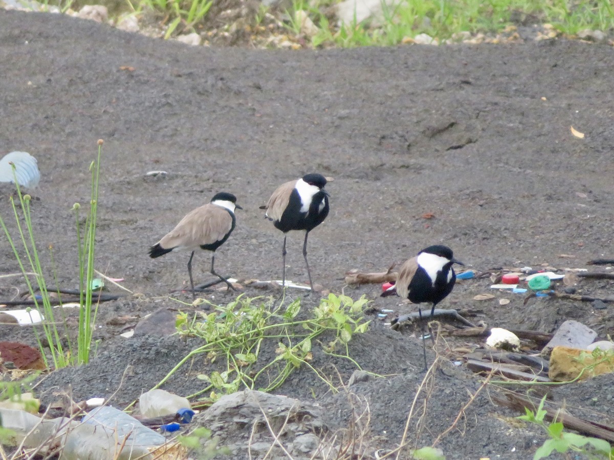 Spur-winged Lapwing - ML575512421