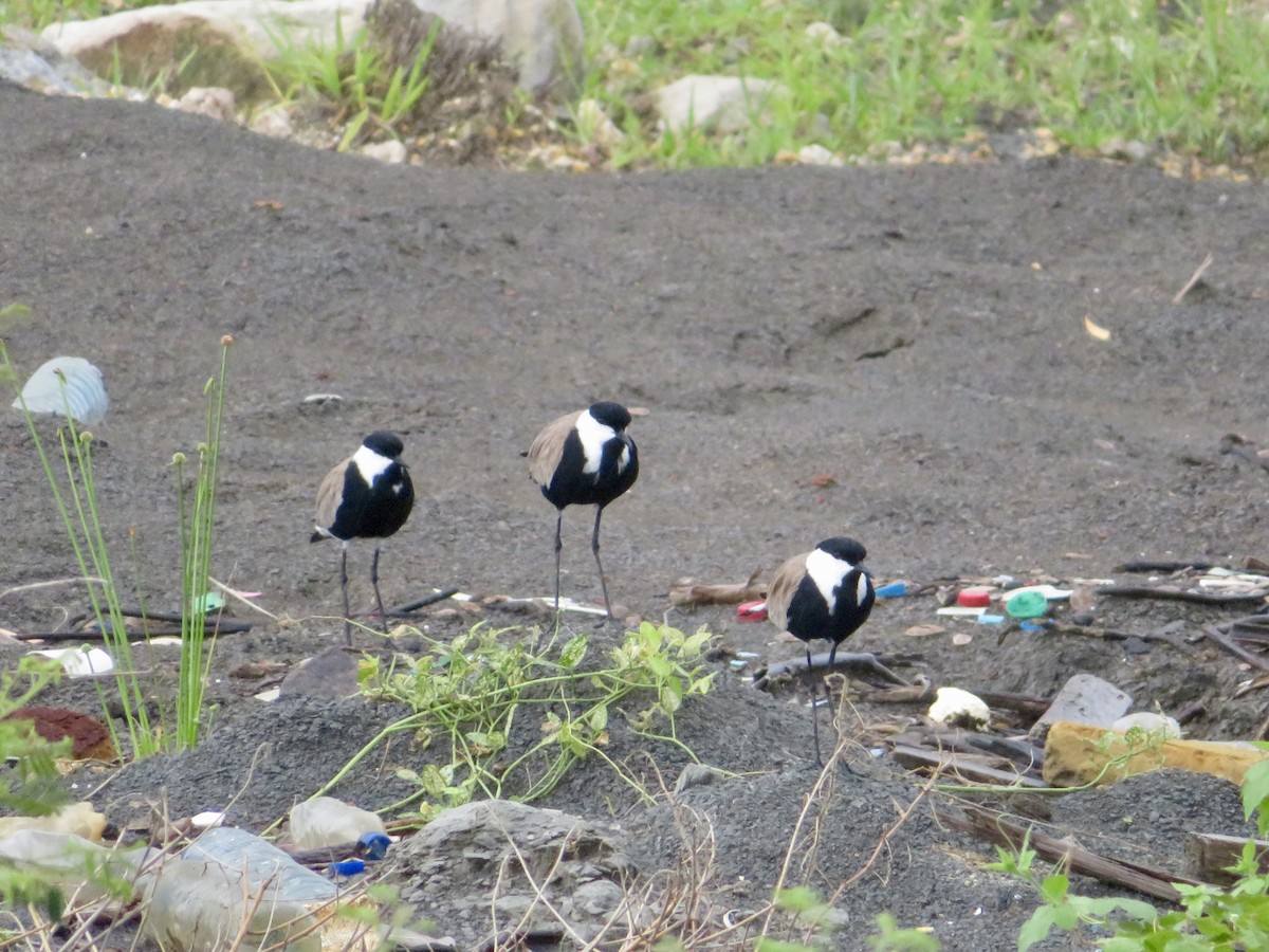 Spur-winged Lapwing - ML575512431