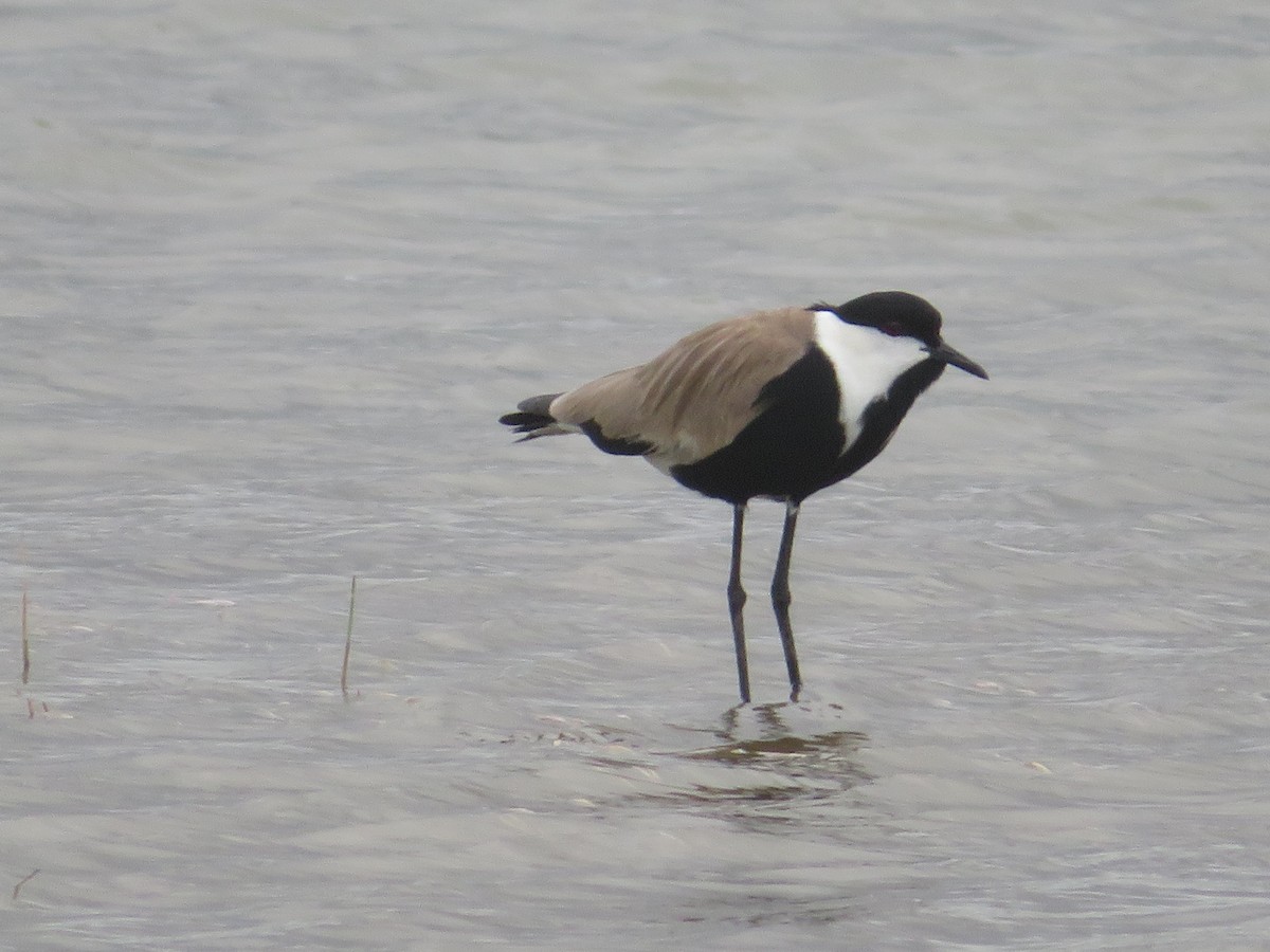 Spur-winged Lapwing - ML575512821