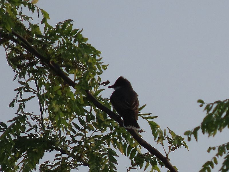 Eastern Kingbird - ML575513171