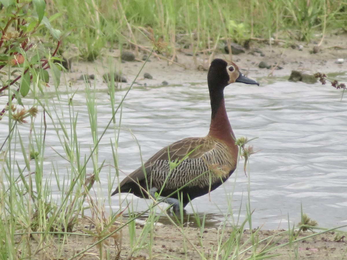 White-faced Whistling-Duck - ML575513241