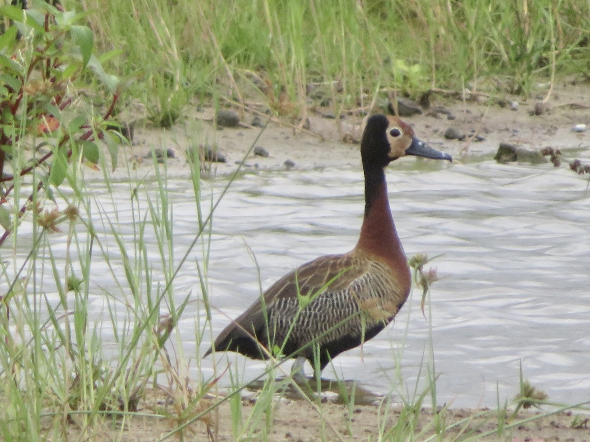 White-faced Whistling-Duck - ML575513261