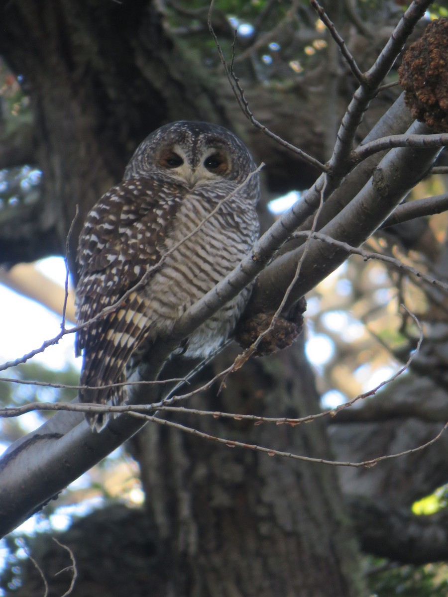 Rufous-legged Owl - ML575513361