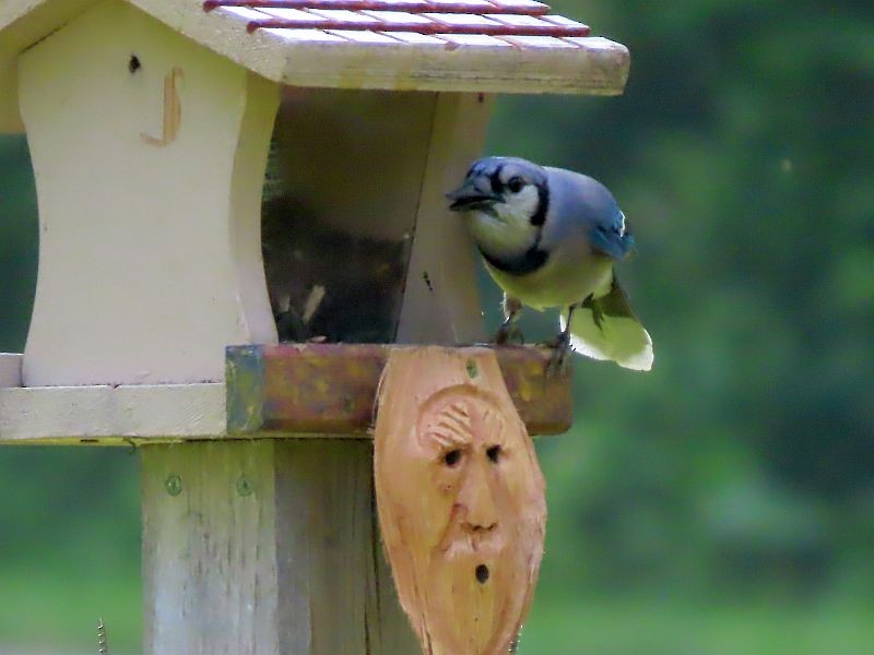 Blue Jay - ML575515261