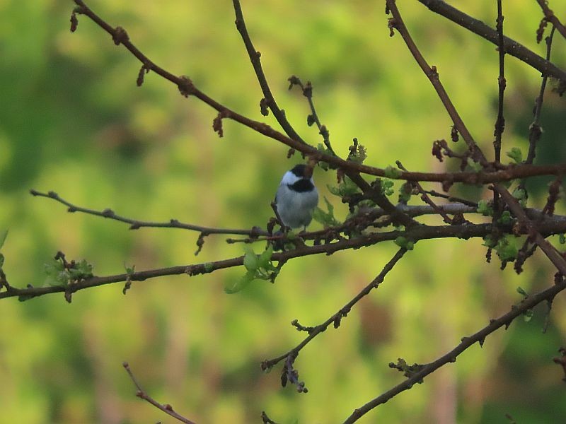 Carolina Chickadee - ML575515381