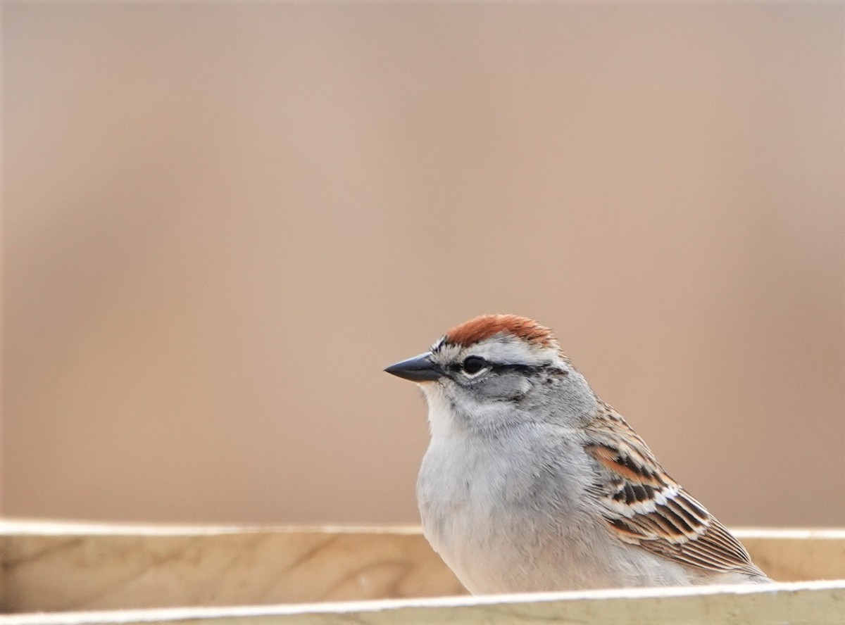 Chipping Sparrow - ML575516461