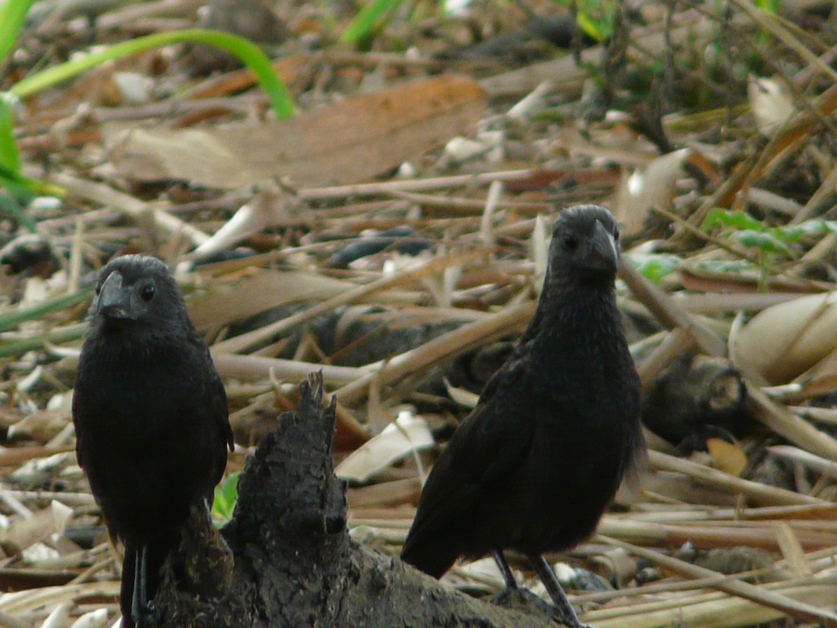 Smooth-billed Ani - ML575516681