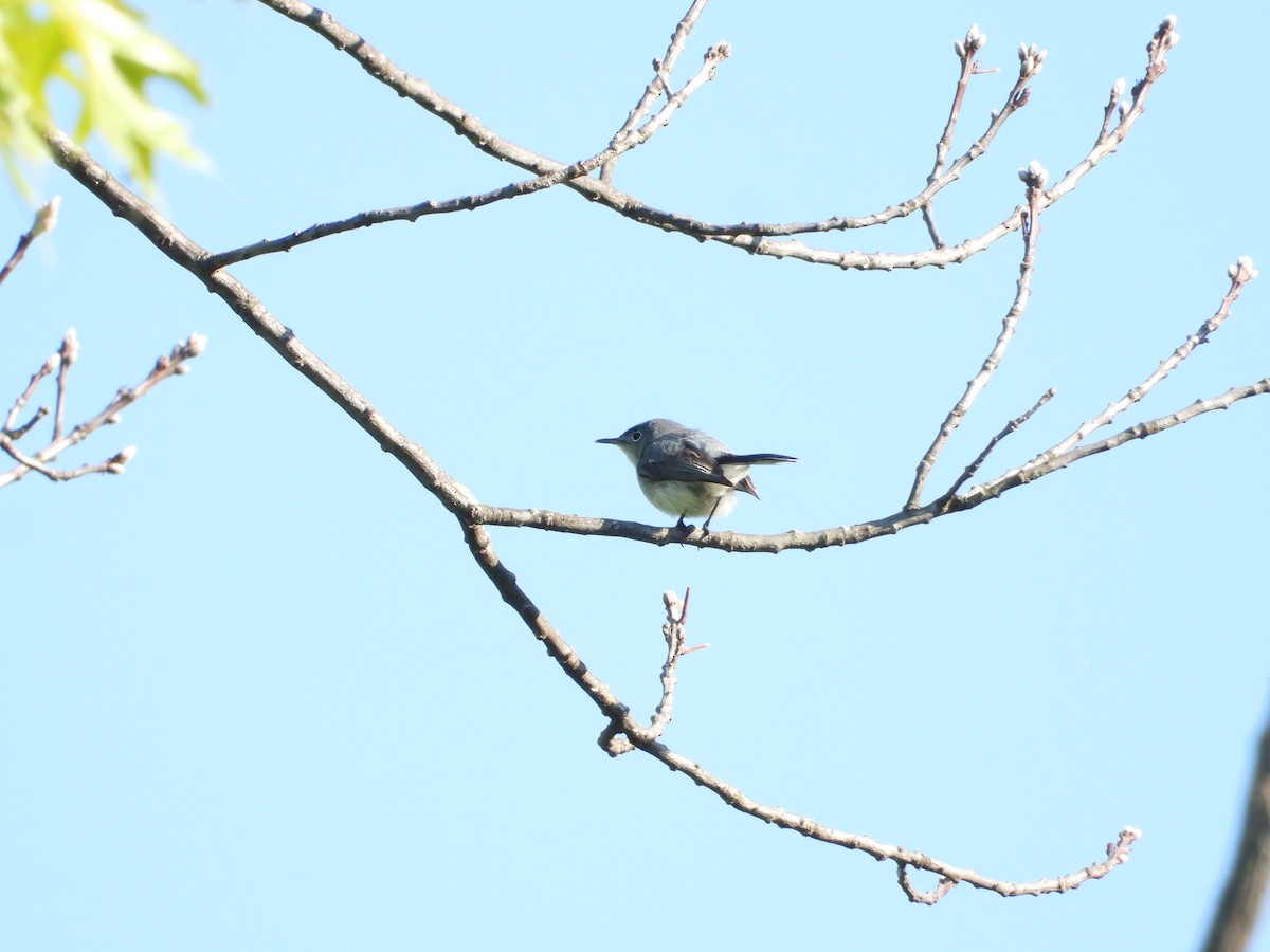 Blue-gray Gnatcatcher - ML575517391