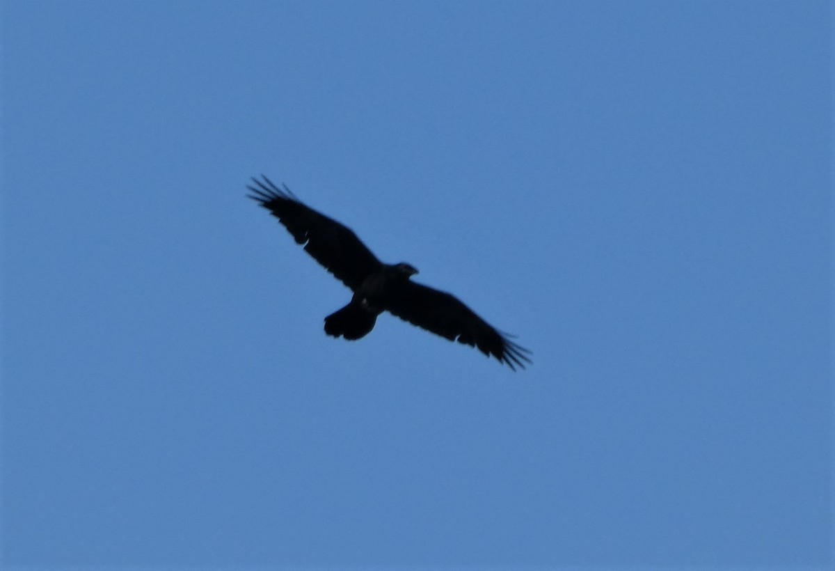 Common Raven - ML575518681