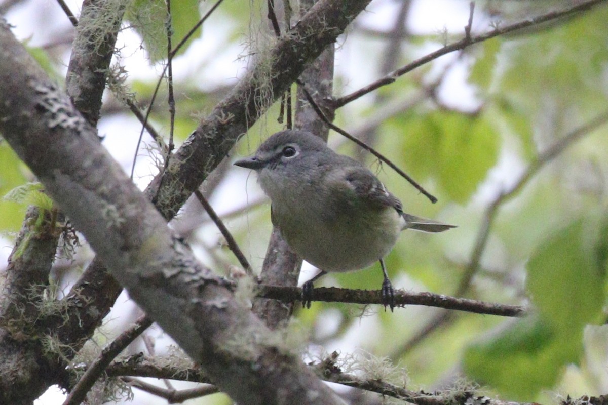 Cassin's Vireo - Noah Strycker