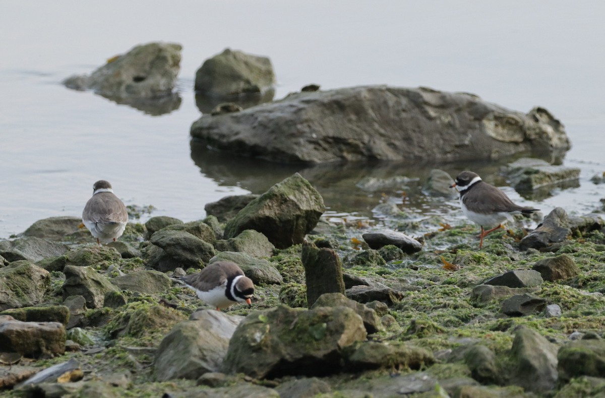 Common Ringed Plover - ML575519471