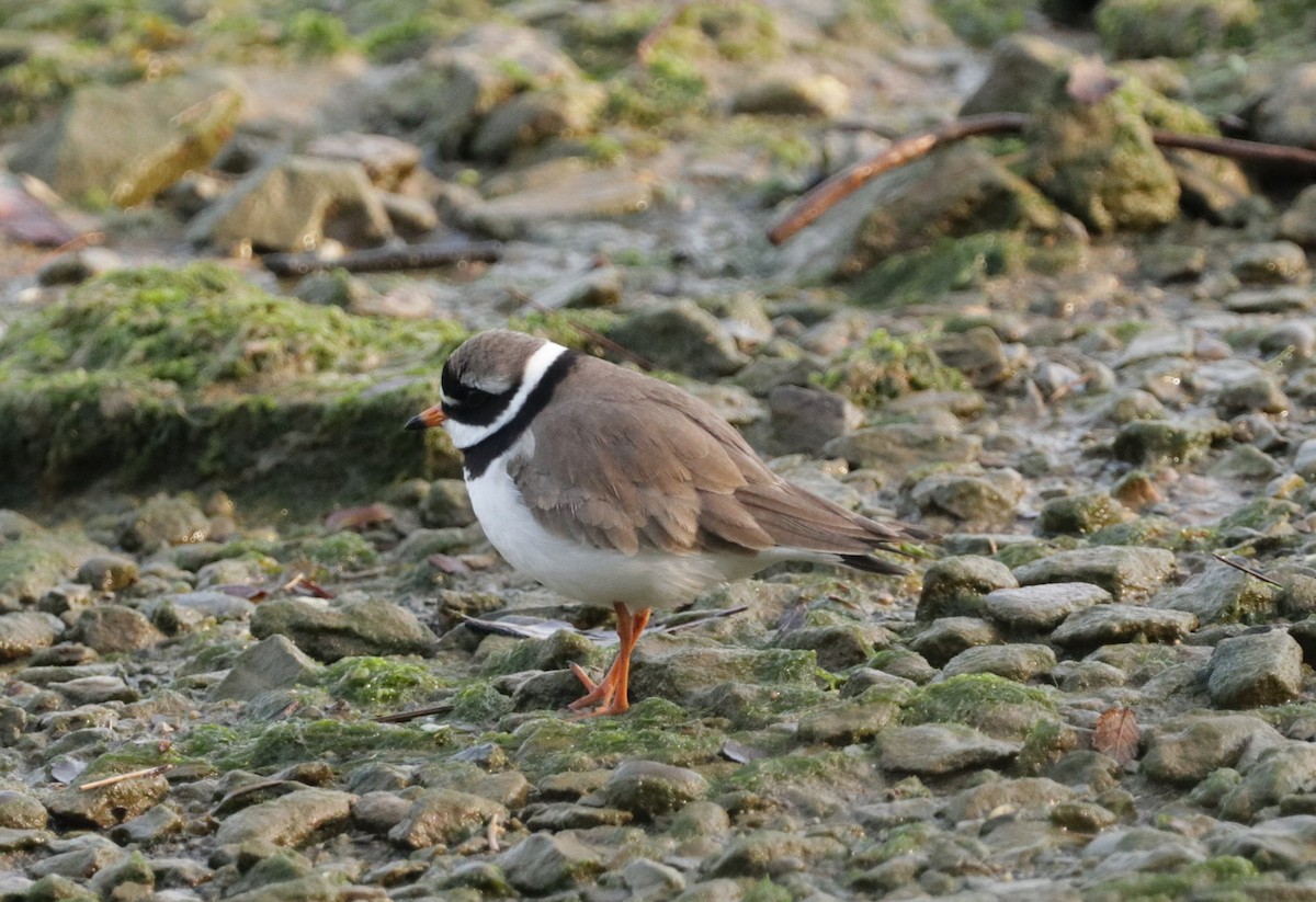 Common Ringed Plover - ML575519481