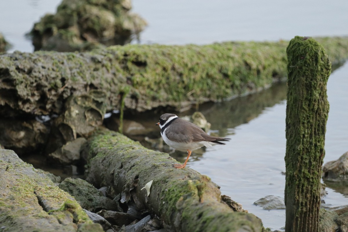Common Ringed Plover - ML575519491