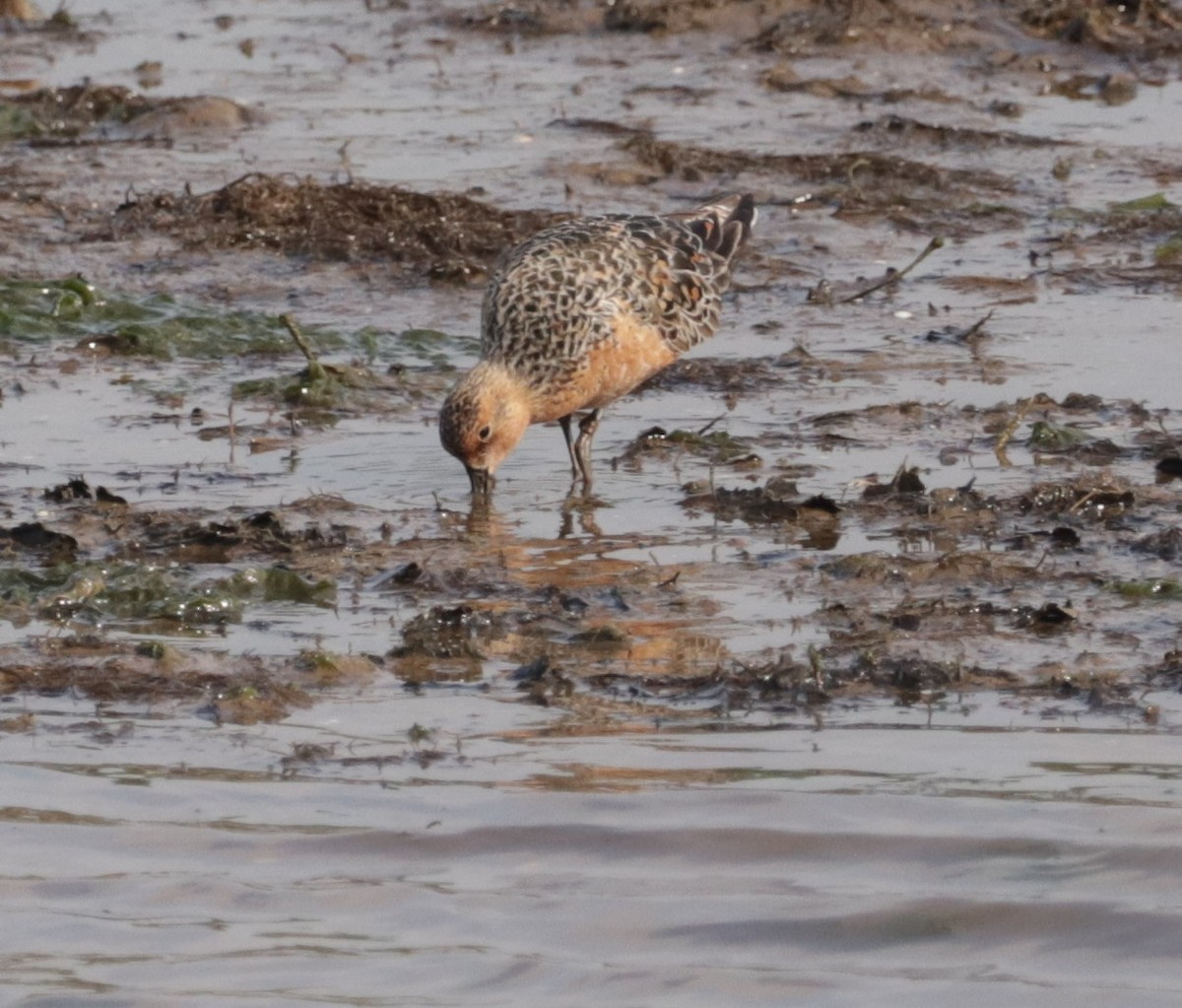 Red Knot - ML575519621