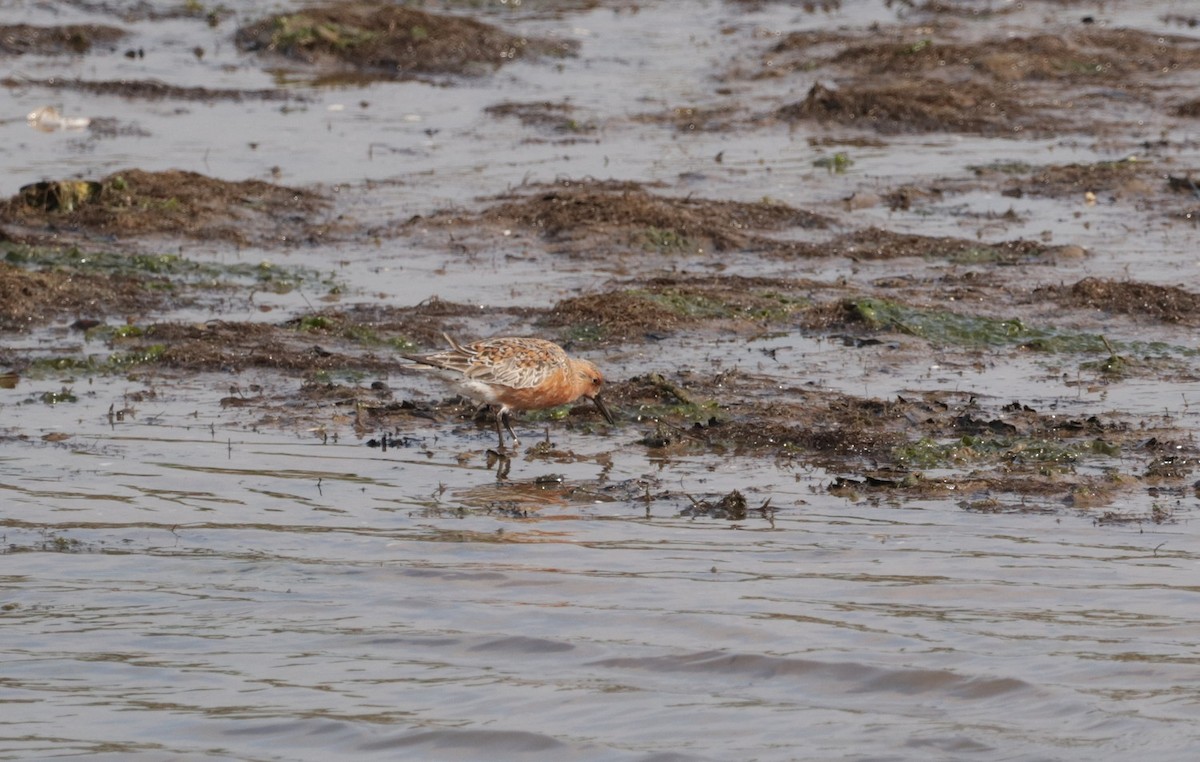 Red Knot - ML575519631