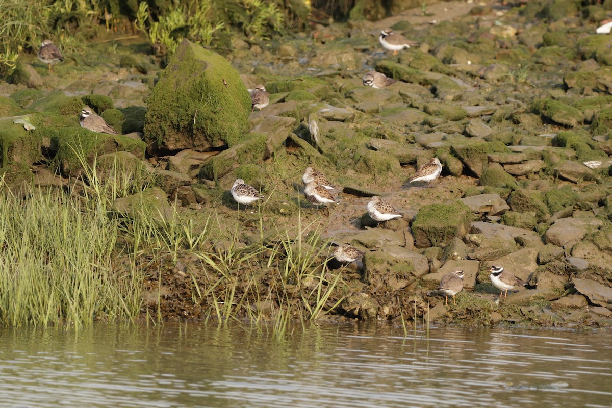 Sanderling - ML575519731