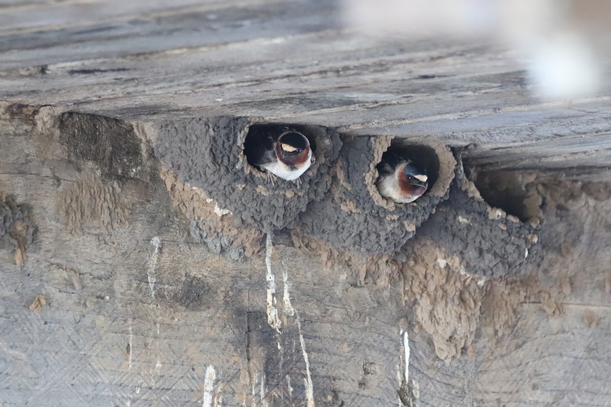 Cliff Swallow - Louise Venne