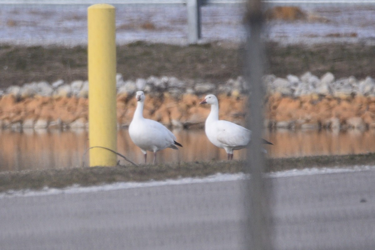 Snow Goose - ML575520521