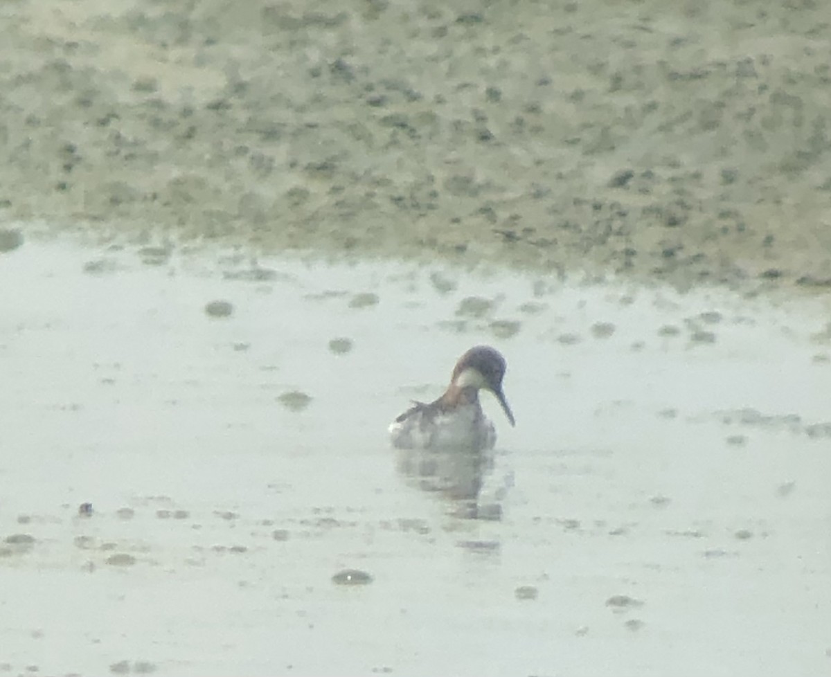Red-necked Phalarope - ML575520901