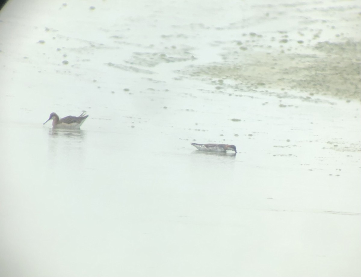 Red-necked Phalarope - ML575520961
