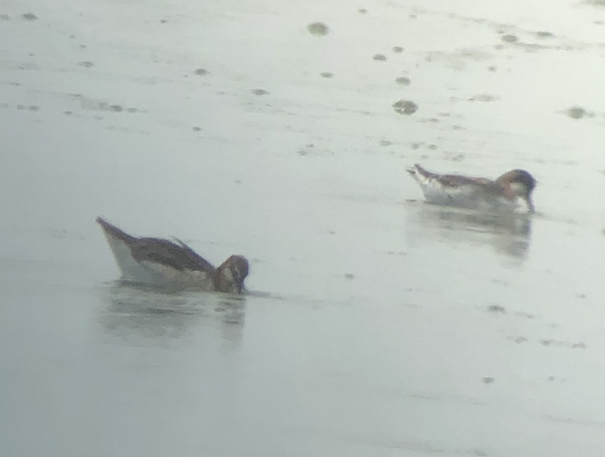 Red-necked Phalarope - ML575521081