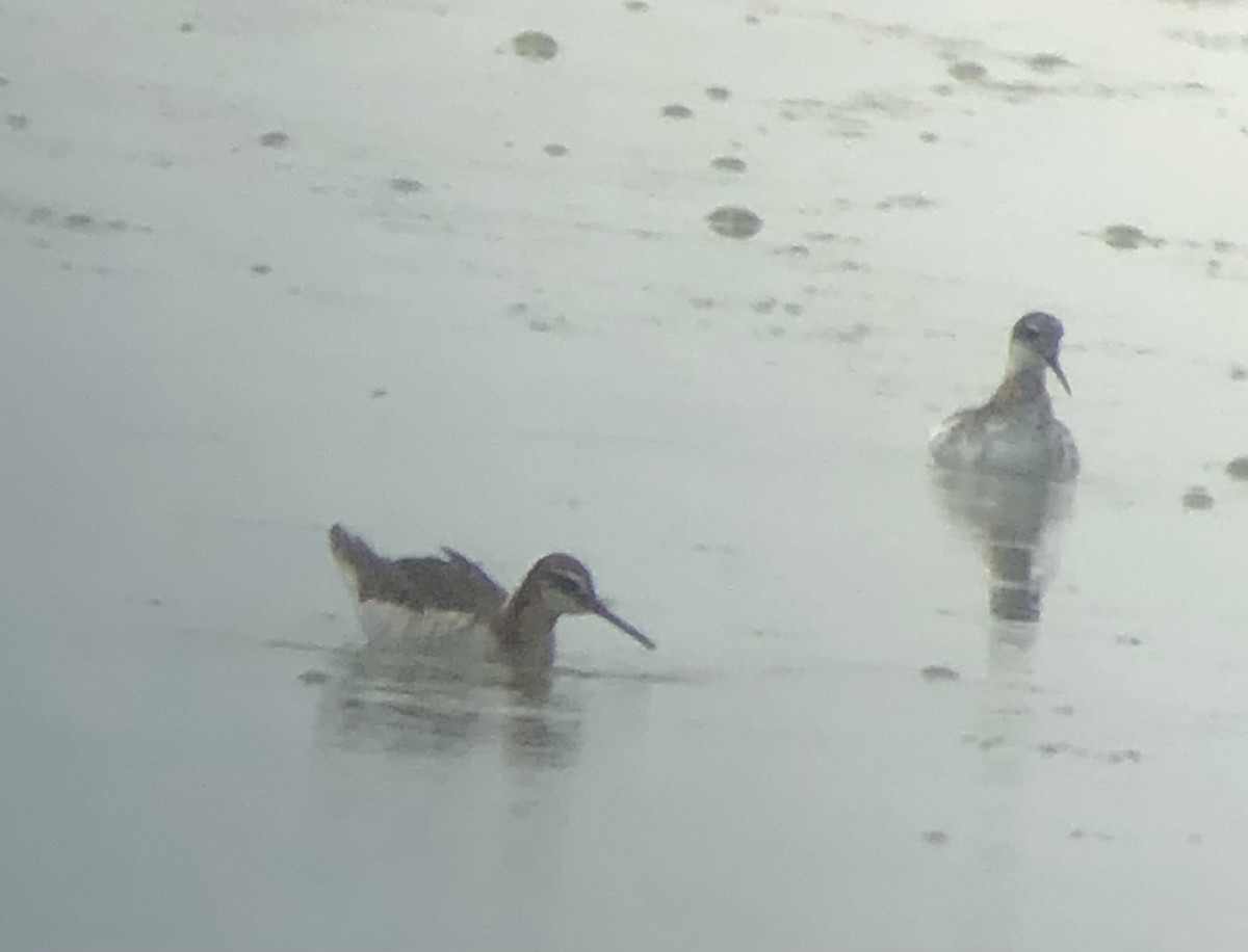 Red-necked Phalarope - ML575521091