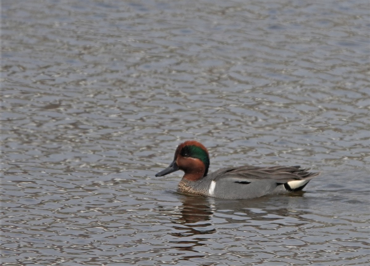 Green-winged Teal - ML575521371