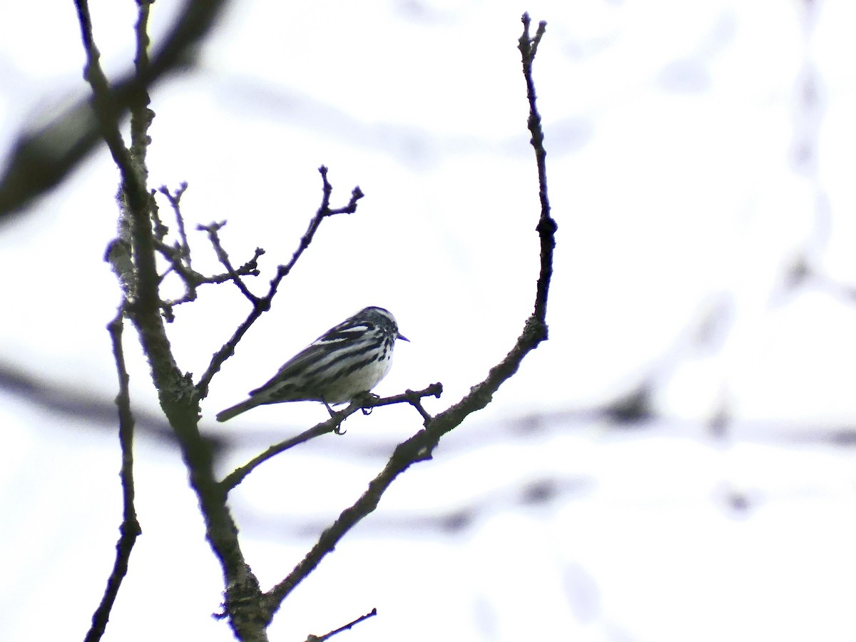 Black-and-white Warbler - ML575521821