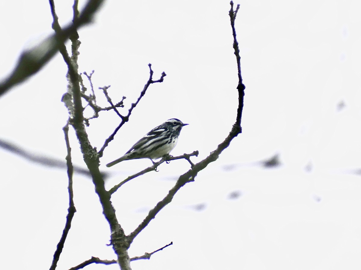 Black-and-white Warbler - ML575521831