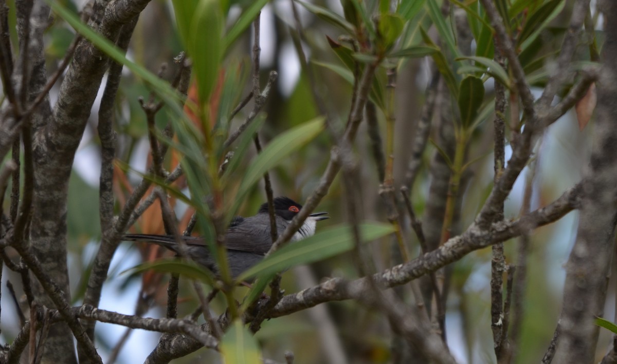 Sardinian Warbler - Jose Paulo Monteiro