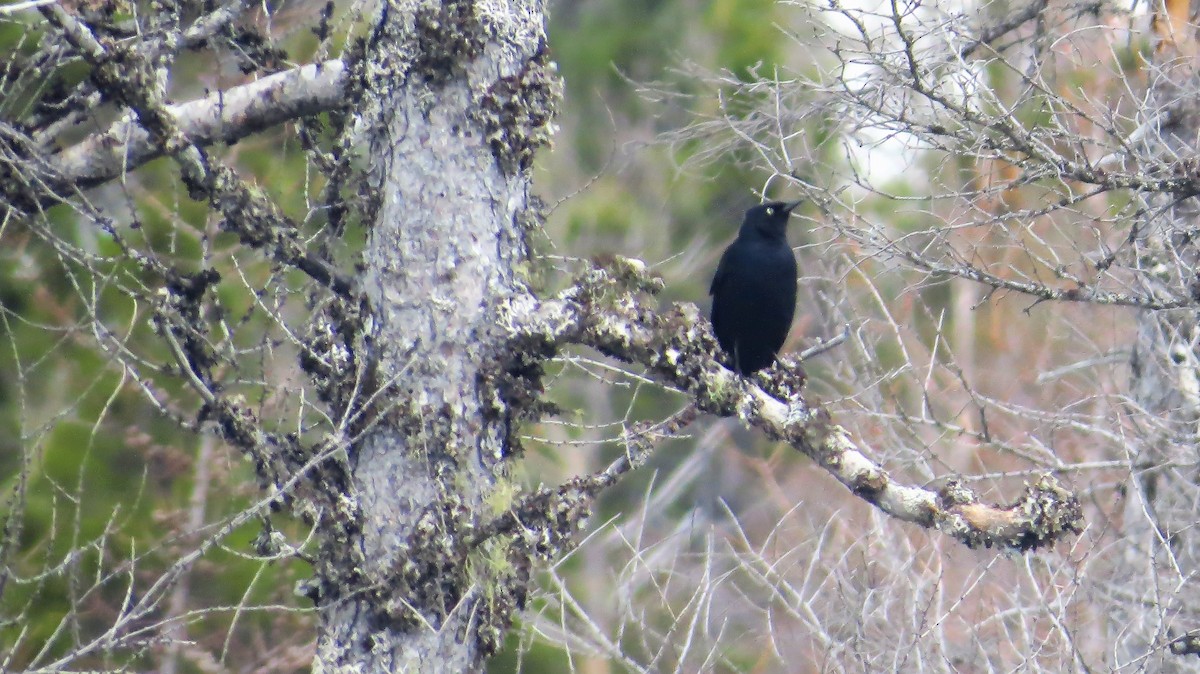 Rusty Blackbird - ML57552291