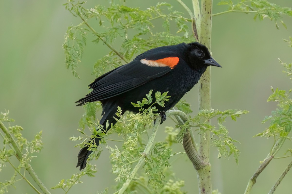 Red-winged Blackbird - ML575523581