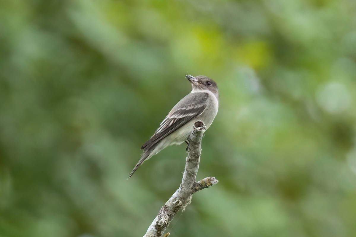 Western Wood-Pewee - ML575523671