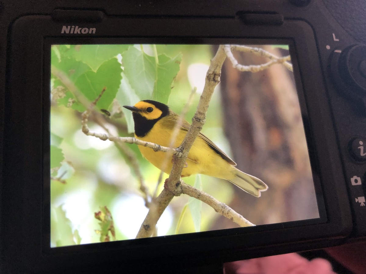 Hooded Warbler - ML575528211