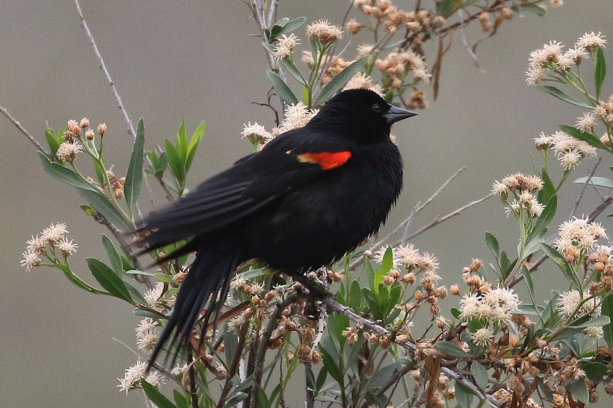 Red-winged Blackbird - ML575528681