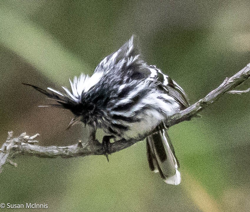 Black-crested Tit-Tyrant - ML575528841