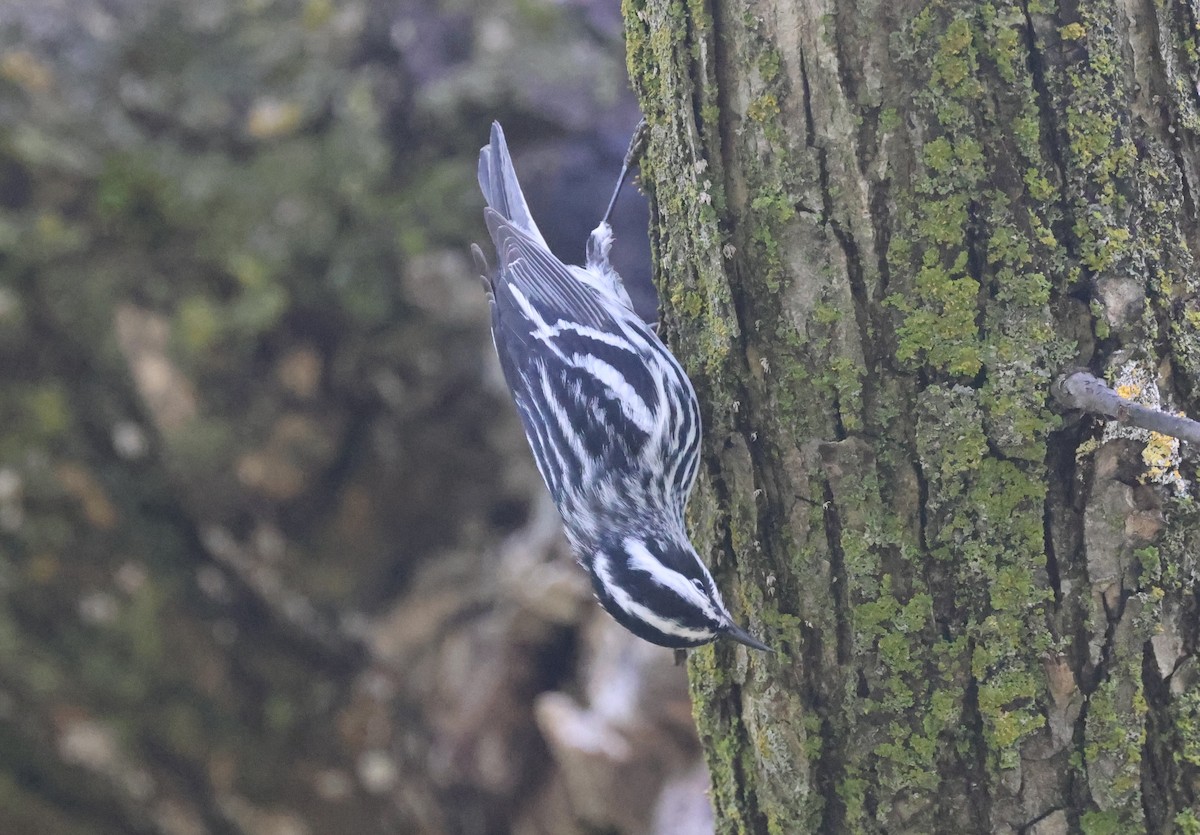 Black-and-white Warbler - ML575529271