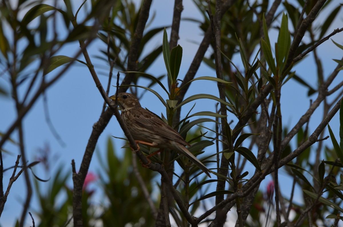 Corn Bunting - ML57552951