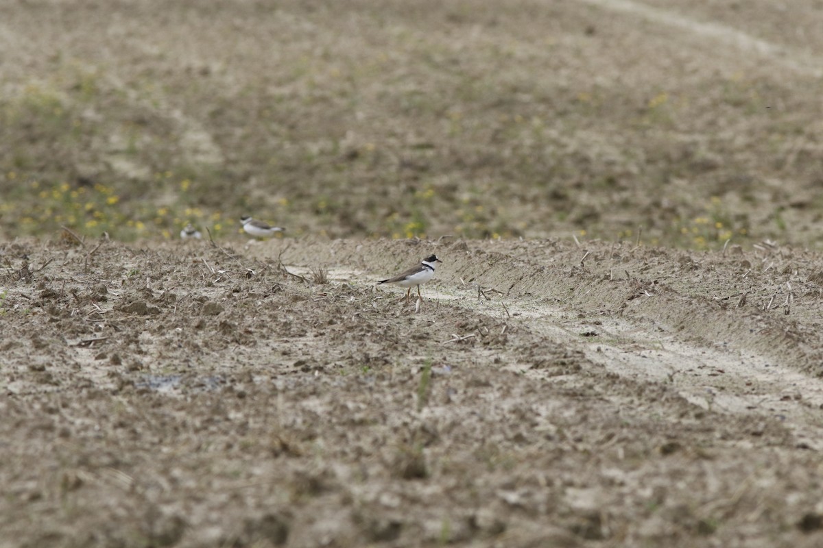 Semipalmated Plover - Dan Small