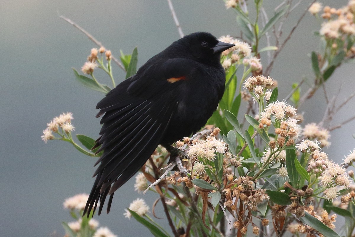 Red-winged Blackbird - ML575529731