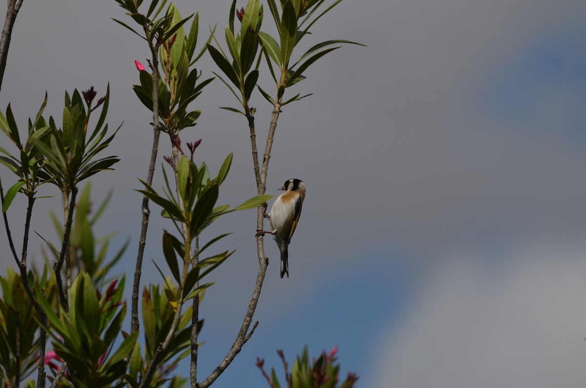 European Goldfinch - Jose Paulo Monteiro